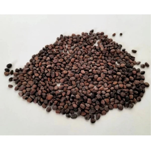 Sango Radish Microgreen Seeds – Quick Harvest, Suitable for Any Space